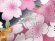 画像7: 七五三 7歳 女の子用 正絹 金駒刺繍 絵羽付け 四つ身の着物 日本製【黒地、桜満開】 (7)