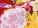 画像4: 卒園式 女の子 袴セット 絵羽柄 子供着物&無地袴セット(合繊)【赤、ユリとバラ】 (4)