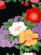 画像4: 卒業式 袴セット 女性用 二尺袖着物 ショート丈 刺繍袴 2点セット(合繊)【黒ｘ紫、雲と鉄線】 (4)