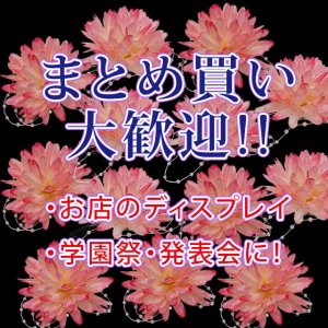 画像4: 七五三 女の子用 パッチン止めのフラワー髪飾り【ピンク、ポンポンマム】 (4)