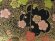 画像3: 七五三 結び帯 7歳 女の子 金襴生地 作り帯 単品 日本製【ゴールド系、梅】 (3)